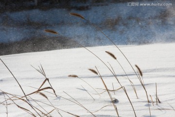 雪地毛毛狗