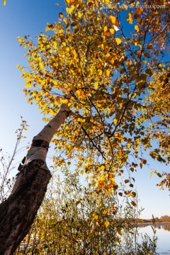 秋日白桦树