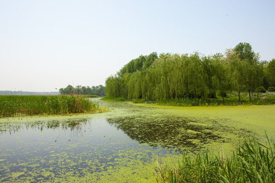 湿地公园