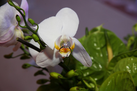 花朵上的钻戒