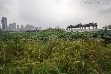 武汉沙湖公园荷塘