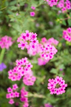 粉红碎花