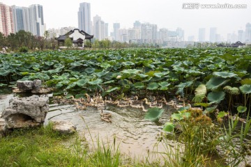 武汉沙湖公园荷塘