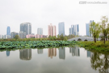 武汉沙湖公园荷塘