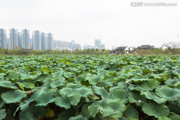 武汉沙湖公园