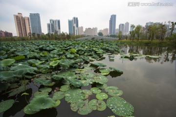 武汉沙湖公园荷塘