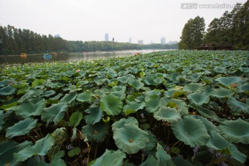 武汉东湖荷塘