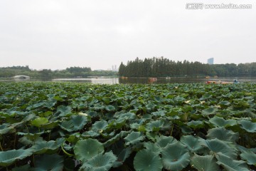 武汉东湖荷塘