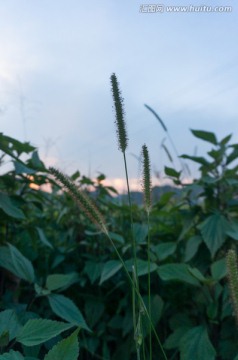 野草 狗尾草