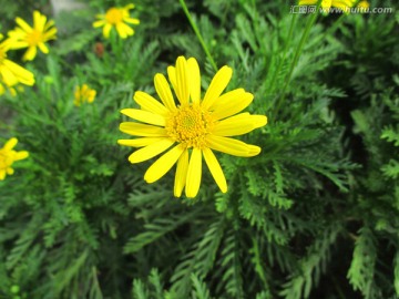 小黄花