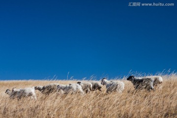 风吹草低见牛羊