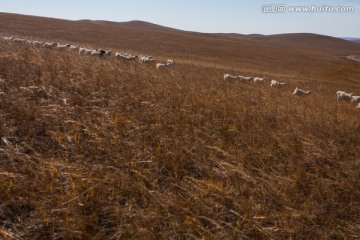 风吹草低见牛羊