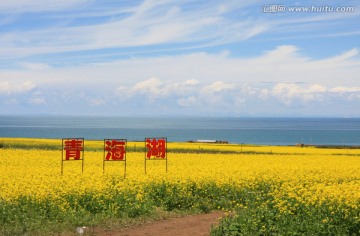 青海湖油菜花