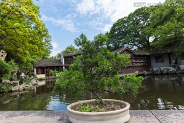 苏州同里园林退思园盆景