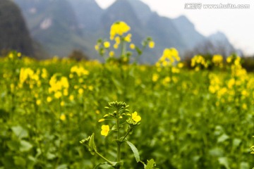 油菜花