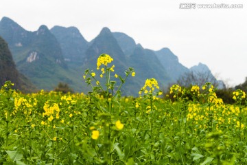 油菜花