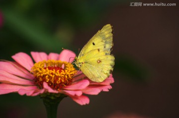 百日菊