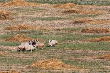 麦地上的羊群