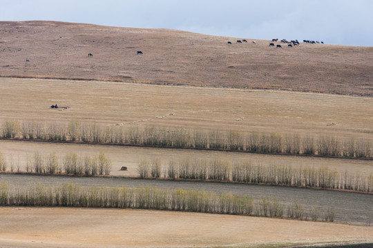 山坡上的线条 牛群 麦田