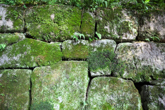 石墙绿苔