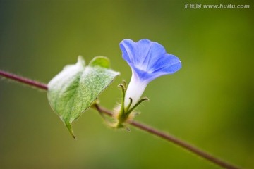 蓝色牵牛花