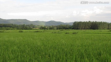 滁州田野 蓝天白云远山水稻田