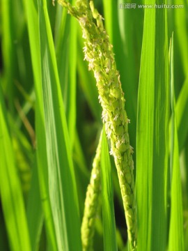 水稻抽穗 水稻花