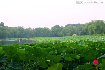 圆明园 荷花池