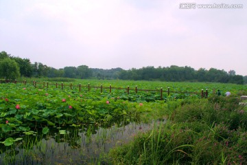 圆明园 荷花池