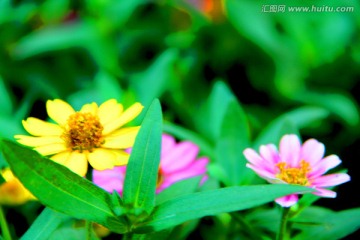 秋菊
