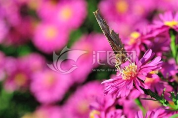 雏菊