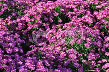 雏菊