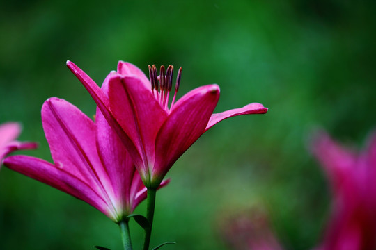 百合花