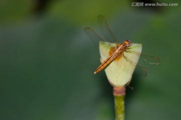 黄蜻蜓
