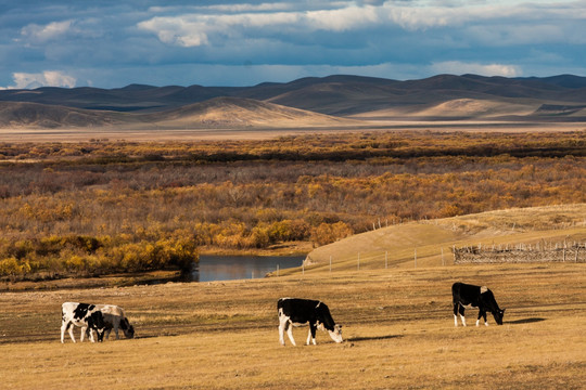 额尔古纳河的秋天 草原 牛群