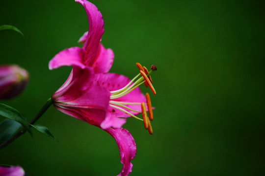 百合花