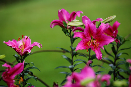 百合花