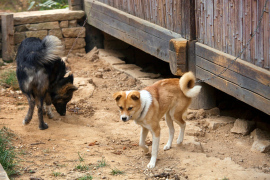 宠物狗 秋田犬 柴犬 狗 田园