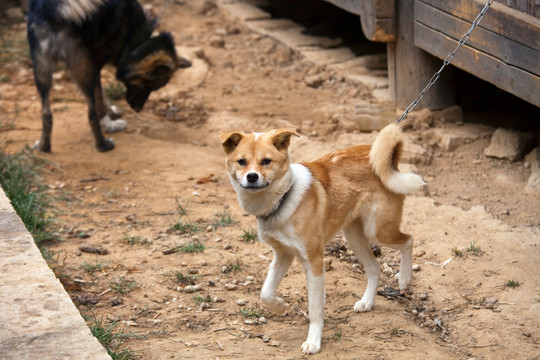 宠物狗 秋田犬 柴犬 狗 田园