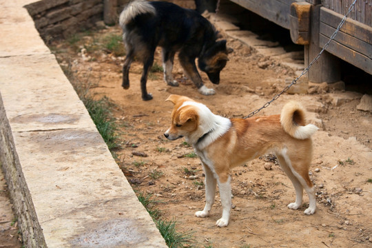 宠物狗 秋田犬 柴犬 狗 田园