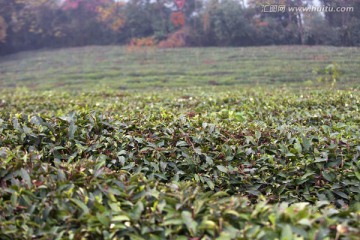 绍兴东湖茶山 茶场 茶叶 种植