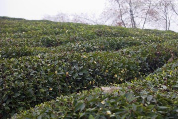 绍兴东湖茶山 茶场 茶叶 种植