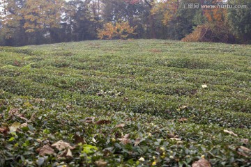 绍兴东湖茶山 茶场 茶叶 种植