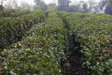 绍兴东湖茶山 茶场 茶叶 种植