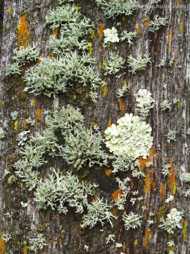 木板斑驳苔藓