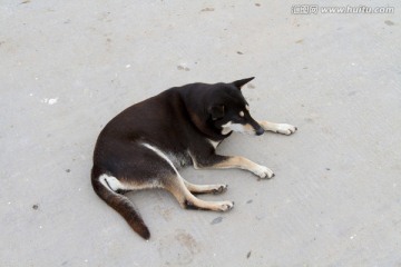 狗
