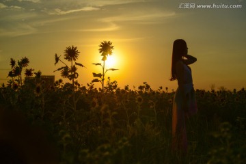 夕阳下的葵花仙子