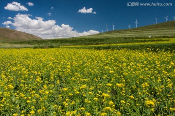 油菜花与大风车