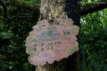 龙眼树 原木质挂牌
