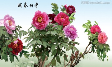 菏泽牡丹